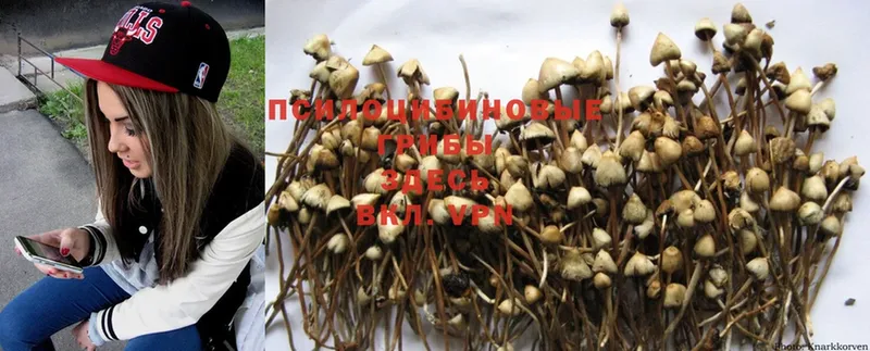 Псилоцибиновые грибы Psilocybine cubensis  Аша 